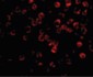 TAB1 Antibody