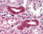 TAB1 Antibody