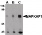 MAPKAP1 / MIP1 Antibody (N-Terminus)