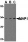 MOAP1 / MAP1 Antibody (Internal)