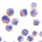STAT1 Antibody (C-Terminus)