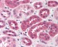 TANK Antibody (C-Terminus)