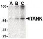 TANK Antibody (C-Terminus)