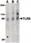 TLR5 Antibody (Internal)