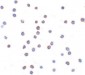 TLR6 Antibody (Internal)
