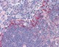 TLR6 Antibody (Internal)