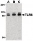 TLR6 Antibody (Internal)