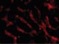 TNFRSF12A / FN14 Antibody