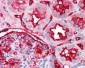 TNFRSF12A / FN14 Antibody