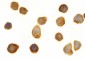 TOLLIP Antibody (C-Terminus)