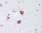 TOLLIP Antibody (C-Terminus)