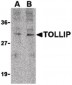 TOLLIP Antibody (C-Terminus)