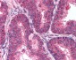 MTOR Antibody (aa2440-2457)