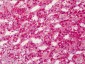 PPARG / PPAR Gamma Antibody (Internal)