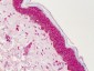 PPARG / PPAR Gamma Antibody (Internal)