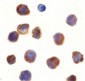 TLR3 Antibody (N-Terminus)