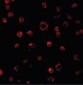 TLR3 Antibody (N-Terminus)