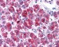 TLR3 Antibody (N-Terminus)