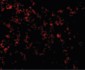 TLR9 Antibody (Internal)