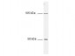 NFKB1 Antibody (N-Terminus)