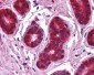 NFKBIA / IKB Alpha / IKBA Antibody (C-Terminus)