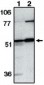 CASP12 / Caspase 12 Antibody (aa2-17)