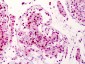 SUPT16H / FACTP140 Antibody (aa321-640)