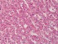 GDF3 Antibody (aa35-53)