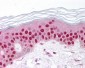 GDF9 / GDF-9 Antibody (aa45-59)