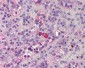 THPO / TPO / Thrombopoietin Antibody (aa35-50)