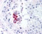 NAK / TBK1 Antibody (aa563-577, clone 108A429)