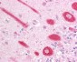 ECSIT Antibody (C-Terminus)