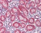 IL23A / IL-23 p19 Antibody (C-Terminus)