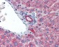 IL23A / IL-23 p19 Antibody (C-Terminus)