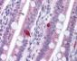 PDCD1 / CD279 / PD-1 Antibody (Internal)