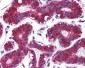 PDCD4 Antibody (C-Terminus)