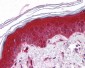 PYCARD / ASC Antibody (aa182-195)