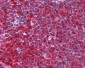 PYCARD / ASC Antibody (aa182-195)