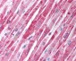 TANK Antibody (N-Terminus)