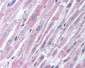 TLR2 Antibody (N-Terminus)