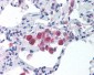 TLR5 Antibody (C-Terminus)