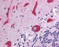 TLR7 Antibody