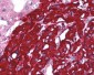 TOLLIP Antibody (Internal)