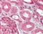 UBE2N / UBC13 Antibody (C-Terminus)