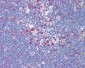 TS / Thymidylate Synthase Antibody