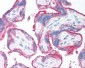 CD59 Antibody (clone 1F5)