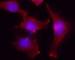 ACTB / Beta Actin Antibody (N-Terminus)