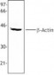 ACTB / Beta Actin Antibody (N-Terminus)