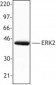 MAPK1 / ERK2 Antibody (C-Terminus)