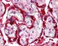 MAPK14 / p38 Antibody (C-Terminus)
